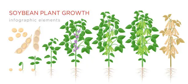 Vector illustration of Soybean plant growth stages infographic elements. Growing process of soya beans from seeds, sprout to mature soybeans, life cycle of plant isolated on white background vector flat illustration.