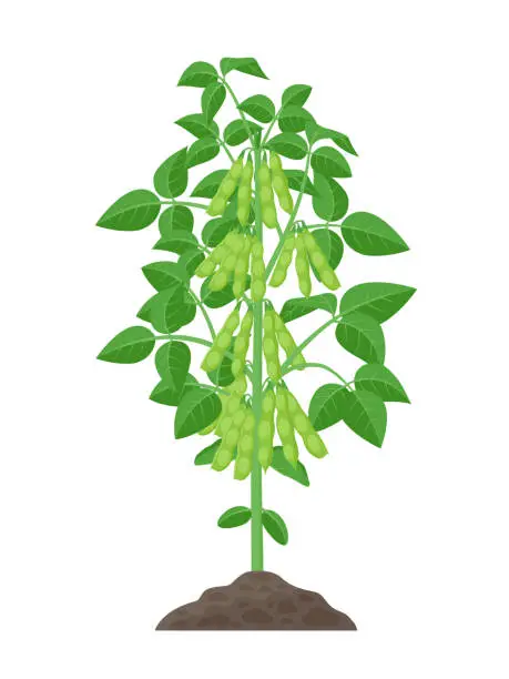 Vector illustration of Soybean plant vector illustration isolated on white background. Soya bean in flat design growing in the soil with green pods and foliage.