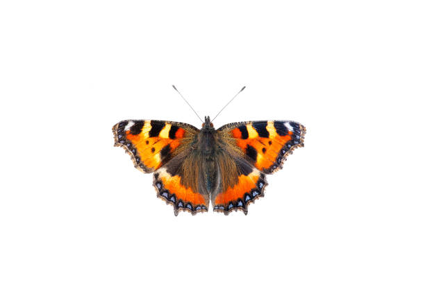 A stunningly beautiful tortoiseshell butterfly perched on a white background