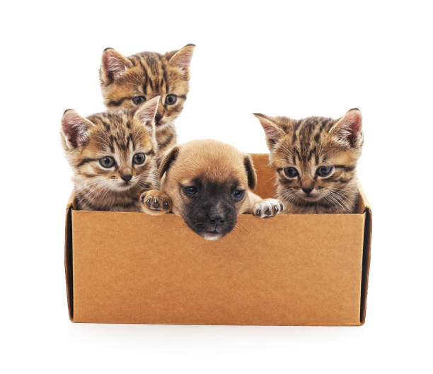 istock Kittens and a puppy in a box. 1127810401