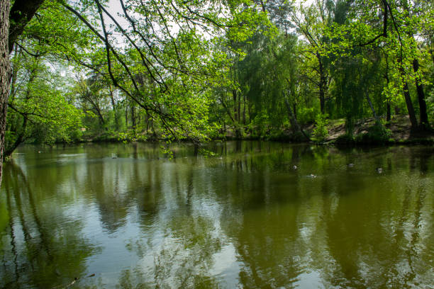istock A pond in the forest. Beautiful summer landscape. 1127810406