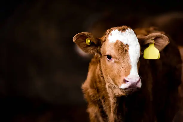 A gorgeous young calf standing in a farmers barn awaiting feeding