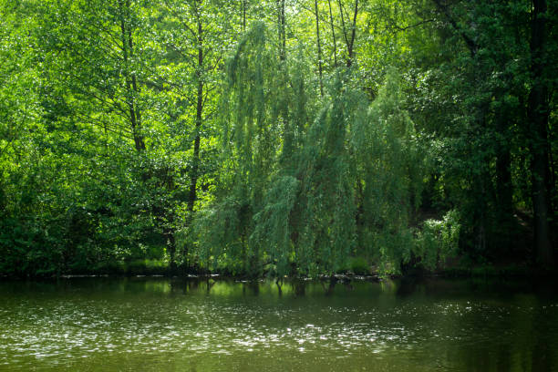 istock A pond in the forest. Beautiful summer landscape. 1127810571