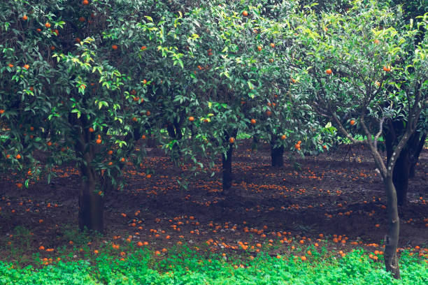 istock After Storm Orange Garden 1127811862