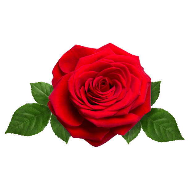 istock Beautiful red rose isolated on white background close-up. 1127812332