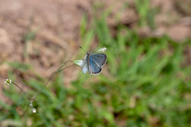 istock Butterfly Flower Green 1127812523