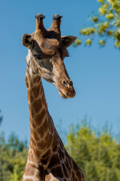 zbliżenie żyrafy - south african giraffe zdjęcia i obrazy z banku zdjęć