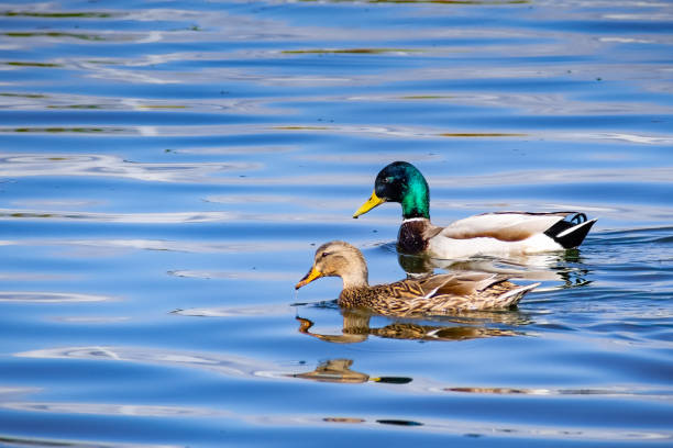 istock A pair of Mallard ducks swimming in a pond 1127814254