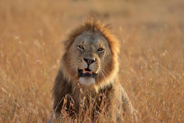 istock Male lion roars after mating 1127815266