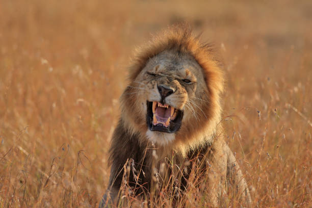 istock Male lion roars after mating 1127815273