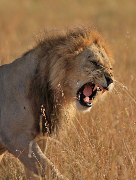 istock Male lion roars after mating 1127815354