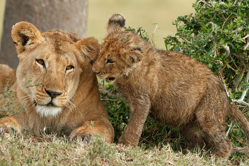 Newborn lion cub sucks milk from its mother's breast. Eye hasn't opened yet.