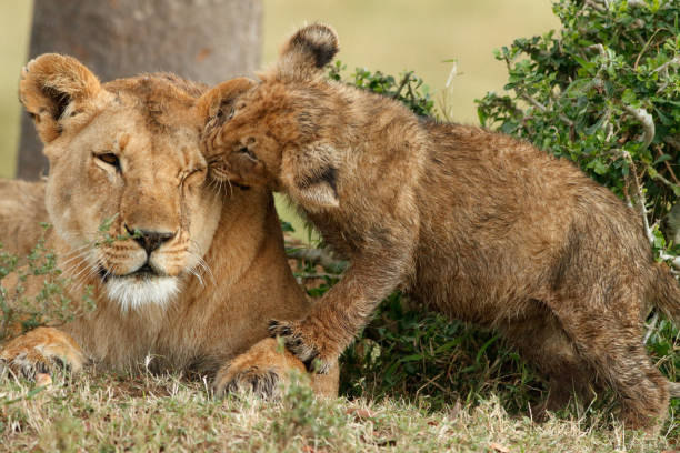 istock Lion cub plays with mom 1127815473