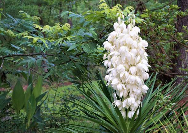 fleur plante yucca - yucca photos et images de collection