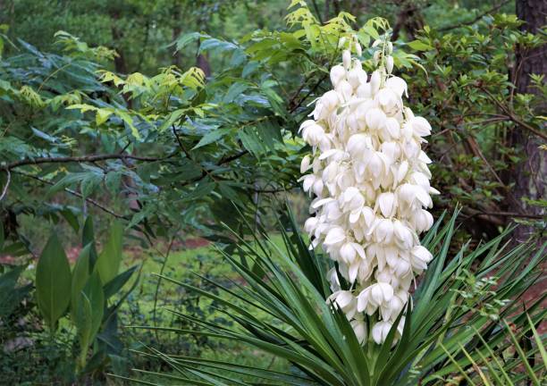 Yucca plant flower Yucca plant (Yucca filamentosa) has sword-shape leaves, white flower blooming in the garden, Spring in GA USA. yucca stock pictures, royalty-free photos & images