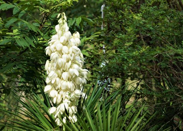 istock Yucca plant flower 1127816602