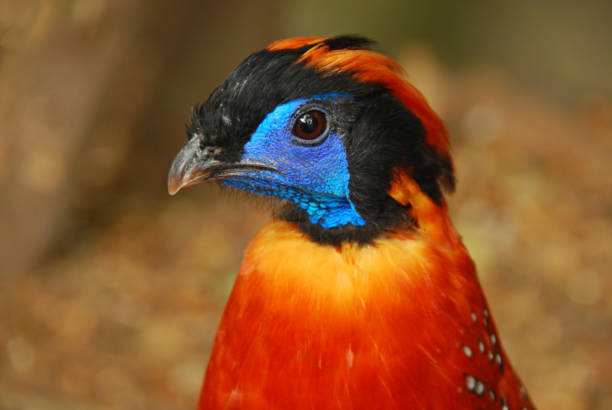 istock Head of an Tragopan. 1127818384