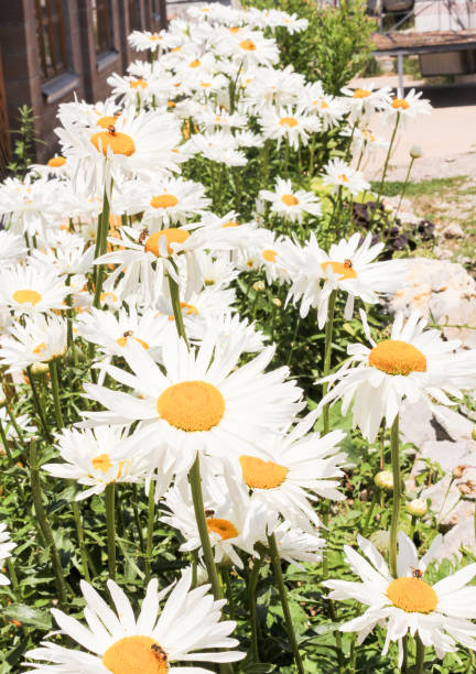 istock Violent blooming of daisies. 1127819250