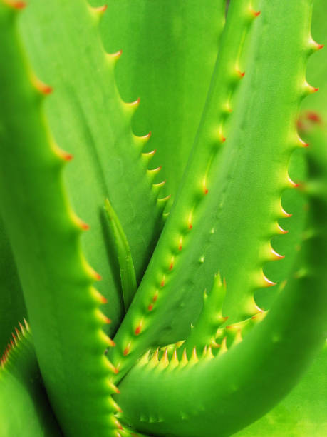 istock Aloe Vera  - Healing Plant 112782147