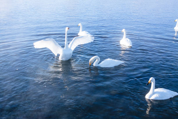 istock Swans in winter lake 1127821965