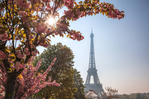 istock Eiffel Tower with spring trees in Paris, France 1127822225