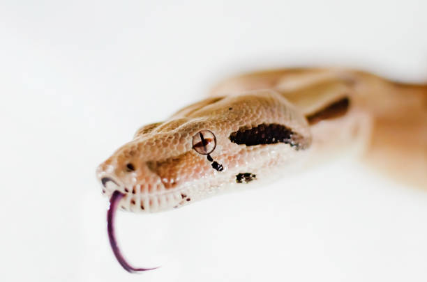 istock Boa constrictor imperator salmon.  Exotic animals in the human environment. 1127822325