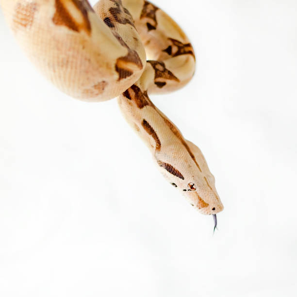 istock Boa constrictor imperator salmon.  Exotic animals in the human environment. 1127822375