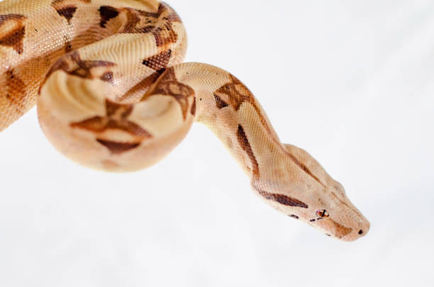 istock Boa constrictor imperator salmon.  Exotic animals in the human environment. 1127822404