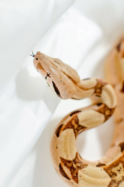 istock Boa constrictor imperator salmon.  Exotic animals in the human environment. 1127822410