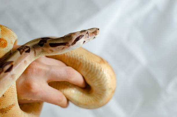 istock Boa constrictor imperator salmon.  Exotic animals in the human environment. 1127822430
