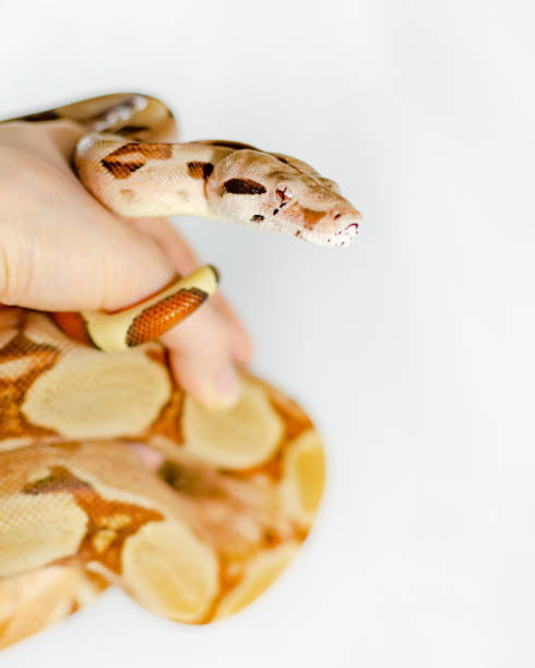 istock Boa constrictor imperator salmon.  Exotic animals in the human environment. 1127822544