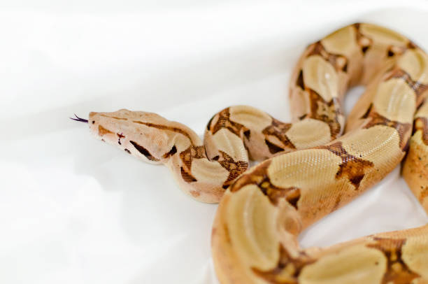 istock Boa constrictor imperator salmon.  Exotic animals in the human environment. 1127822577
