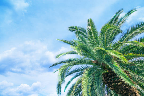 istock Coconut Palm tree with blue sky and clouds, beautiful tropical background. 1127822804