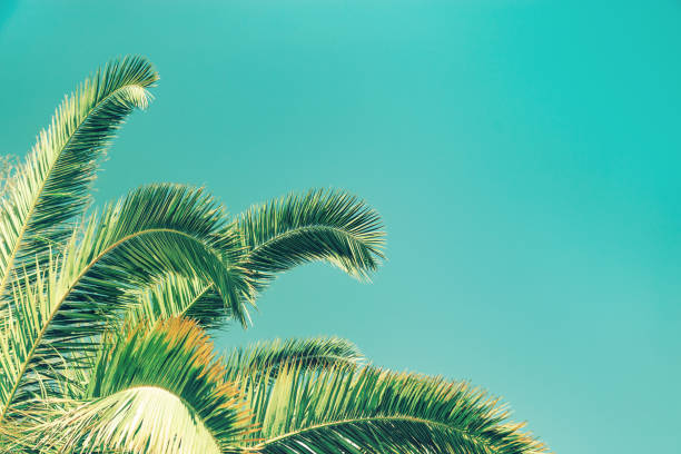 istock Retro toned Palm tree leaves. Palm and blue sky. Natural texture background with copy space. 1127822816