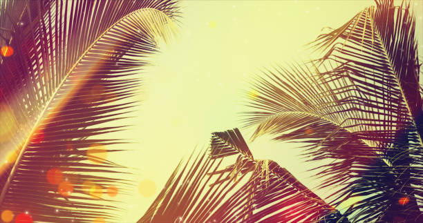 istock Coconut palm tree under blue sky. Vintage background with bokeh and flares. 1127822984