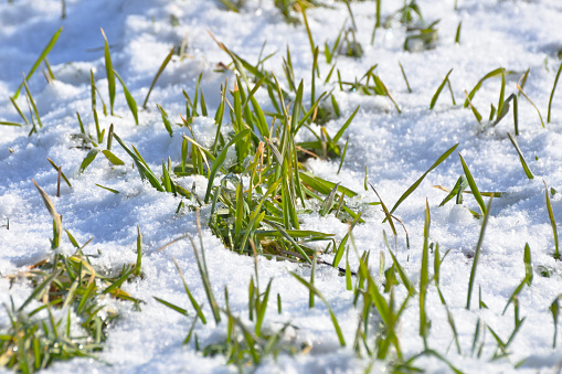 Green Grass Growing Through the Snow