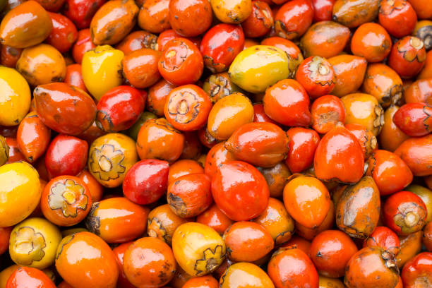 istock Chontaduro delicious tropical fruit - Bactris gasipaes 1127824262