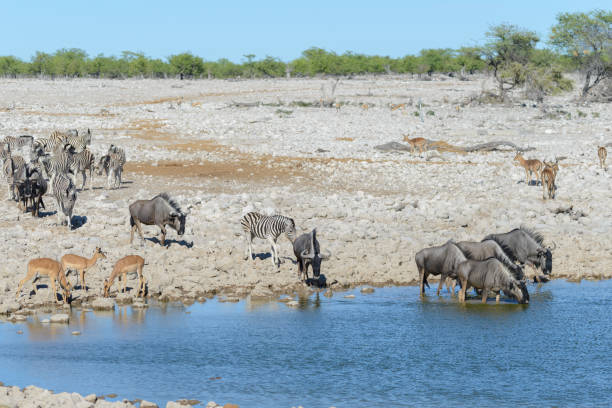 istock Wild gnu antelope in in African national park 1127824469
