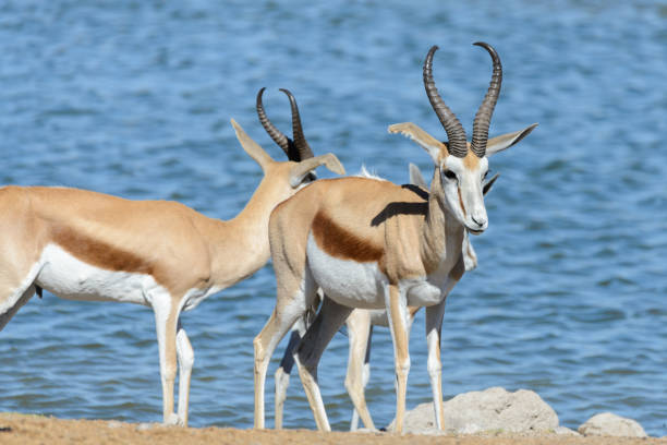 istock Wild springbok antelopes in the African savanna 1127824933