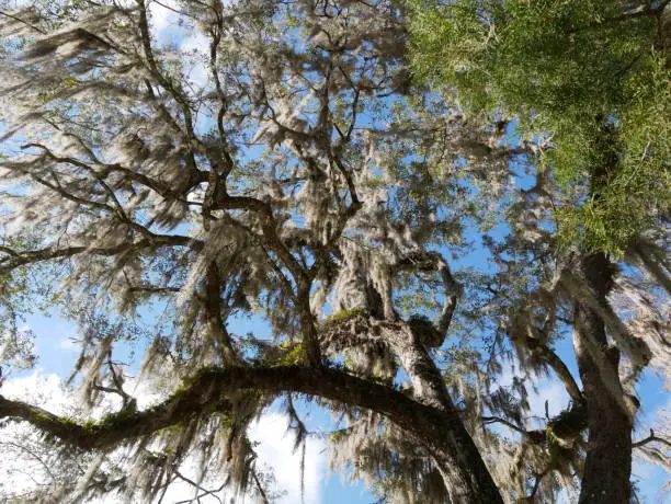 Photo of Green white moss tree top