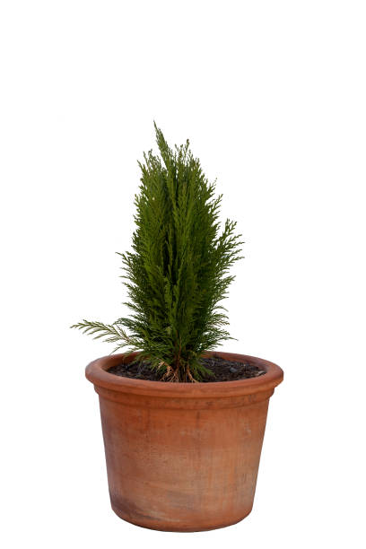 istock Cypress in pot isolated on white background 1127825734