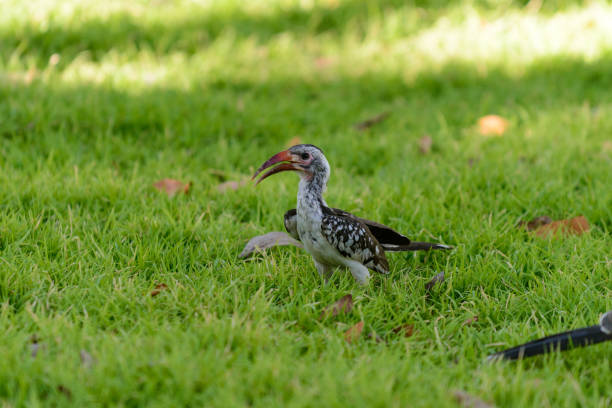 istock Yellow-billed Toko on the grass 1127826028