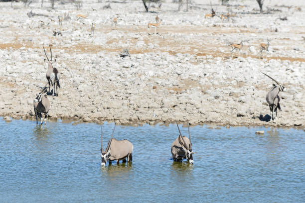 antílope oryx salvaje en la sabana africana - gemsbok antelope mammal nature fotografías e imágenes de stock