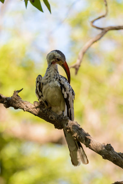 istock Yellow-billed Toko on the tree 1127826151