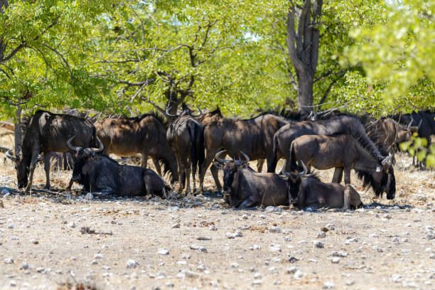 istock Wild gnu herd beneath tree in the African savanna 1127827007