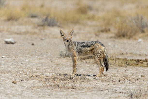 istock Wild jackal in the African savanna 1127827028