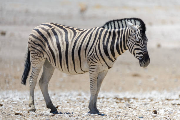 istock Wild zebra walking in the African savanna close up 1127827427