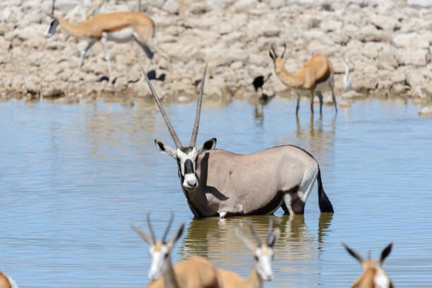 antílope oryx salvaje en la sabana africana - gemsbok antelope mammal nature fotografías e imágenes de stock