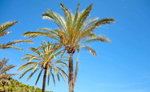 istock Date palm trees against the blue sky. 1127827570