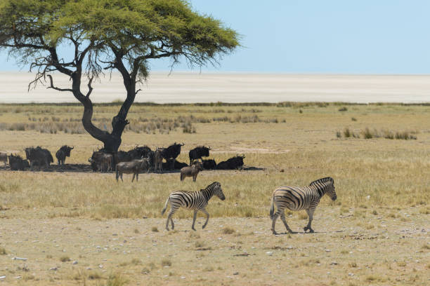 istock Wild zebras walking in the African savanna 1127827786